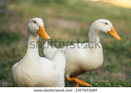 Two white geese stand on green grass. Poultry, breeding geese. Rural background.