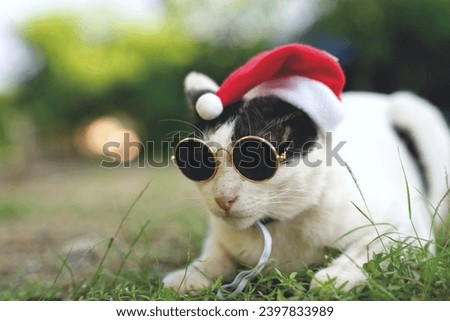 Christmas cat cute in red Santa Claus hat