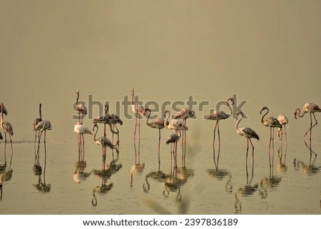 Bird, Wallpaper, Animal, Beauty, Water, Reflection 