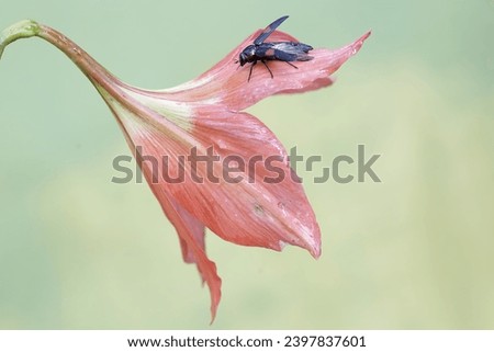 A jewel beetle is eating a fully blooming amaryllis flower. This beautiful insect has the scientific name Strigoptera bimaculata.