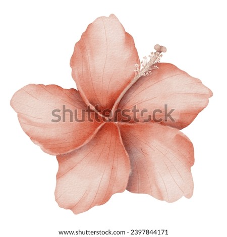 Hibiscus Flower Watercolor botanical illustration. Hand drawn summer clip art on isolated background. Drawing of a tropical exotic blooming plant. Sketch of bud with pink petals. For floral cards.
