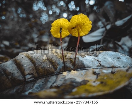 Beautiful yellow Marasmius fungus growing on a dead leaf in the tropical Borneo forest. Mushroom with a dark background.