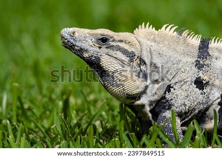 Iguana herbivorous lizard close-up in natural habitat.