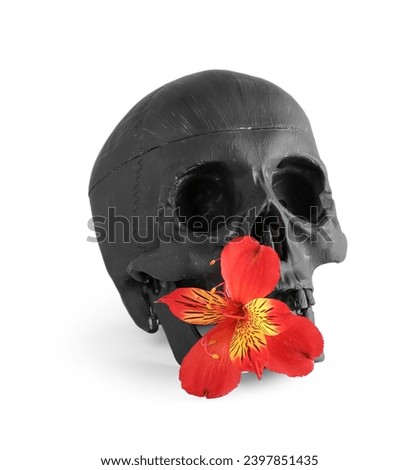 Black human skull with beautiful alstroemeria flower on white background