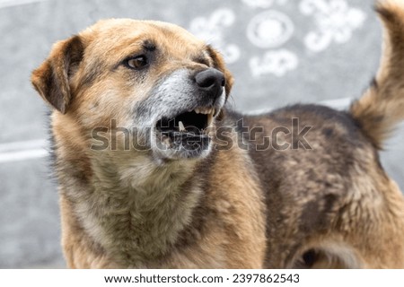 Aggressive dog barks, baring teeth. Dangerous Angry Dog. Royalty-Free Stock Photo #2397862543