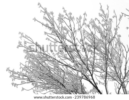Frosty tree branch with snow in winter on a white background