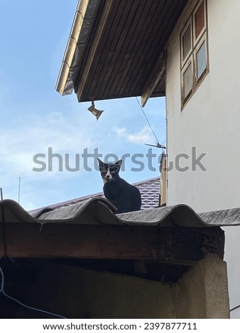 Cat on the roof with the blue sky