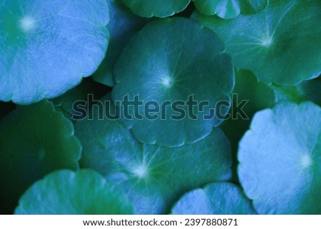 Close-up detail macro texture bright blue green leave tropical forest plant water pennywort in dark nature background.Curve leaf floral botanical abstract desktop wallpaper,website backdrop.