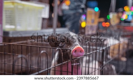 Picture of a pet shop at the temple fair Currently selling dwarf pigs These are piglets that are 
smaller than normal pigs that we consume. This pig has black and pink stripes.