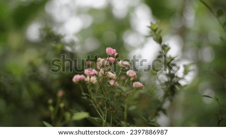 Several small, beautiful, pink roses