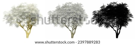 Set or collection of Kobus Magnolia trees, painted, natural and as a black silhouette on white background. Concept or conceptual 3d illustration for nature, ecology and conservation, strength, beauty
