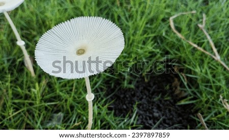Lampung, Indonesia, Dec 7-2023, Fungi or fungi are organisms that belong to the kingdom Fungi and do not have chlorophyll so they are heterotrophs. Its body consists of threads called hyphae. Royalty-Free Stock Photo #2397897859