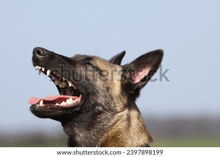 Belgian shepherd dog Malinois barking Royalty-Free Stock Photo #2397898199