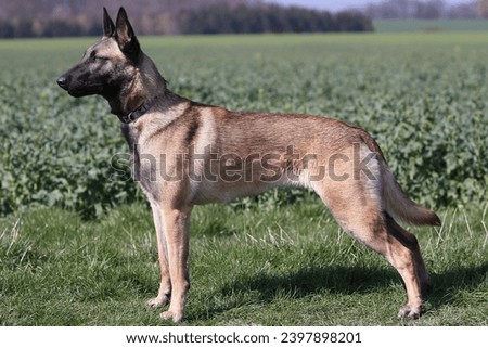 Standing portrait of belgian shepherd dog Royalty-Free Stock Photo #2397898201