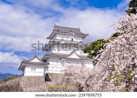 Cherry blossoms at Odawara Castle, Odawara City, Kanagawa Prefecture Royalty-Free Stock Photo #2397898755