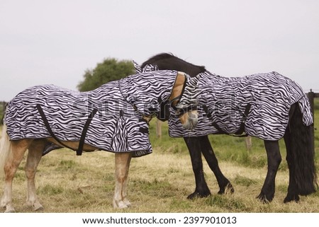 Horses with fly-masks and fly-rug Royalty-Free Stock Photo #2397901013