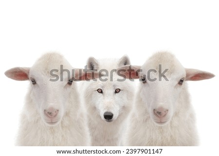 Polar white wolf and sheep isolated on white background.