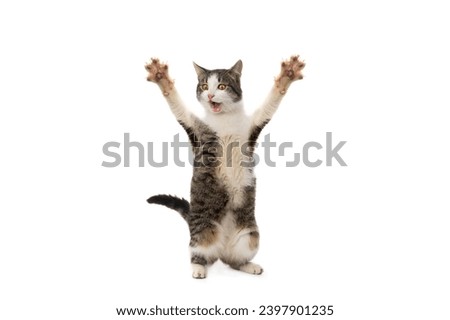 surprised cat stands on its hind legs with open mouth on a white background