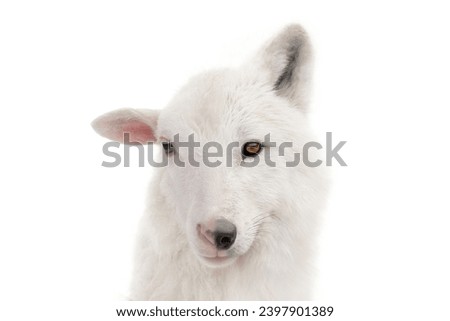 portrait wolf in sheep's clothing isolated on white background