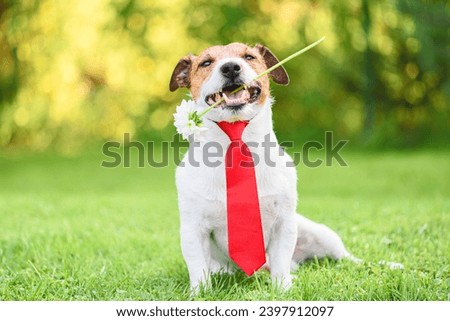 Holiday or birthday greeting with dog holding flower in mouth and wearing a tie for party appearance