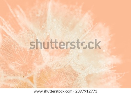 Color of the Year 2024 Peach Fuzz. Beautiful soft background. parachutes dandelion. Copy space. soft focus on water droplets. circular shape, abstract background.