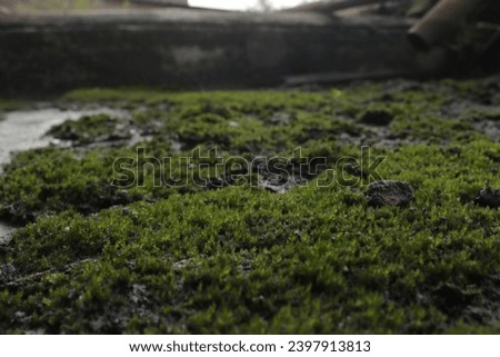 Leaf mosses, or true mosses, are plants that belong to the Bryophyta sensu stricto or Musci divsporeision. "Moss" plants, in general, usually refer to this group.  Royalty-Free Stock Photo #2397913813