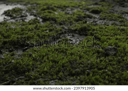 Leaf mosses, or true mosses, are plants that belong to the Bryophyta sensu stricto or Musci division. "Moss" plants, in general, usually refer to this group. This plant is a hairless plant and a spore Royalty-Free Stock Photo #2397913905