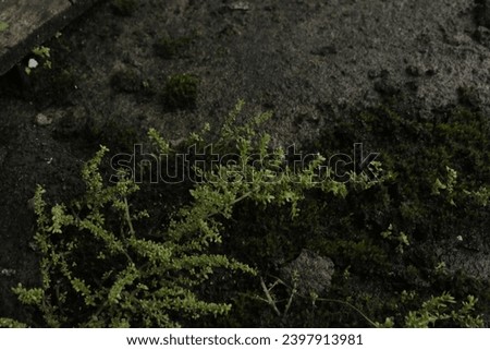 Leaf mosses, or true mosses, are plants that belong to the Bryophyta sensu stricto or Musci division. "Moss" plants, in general, usually refer to this group. This plant is a hairless plant and a spore Royalty-Free Stock Photo #2397913981
