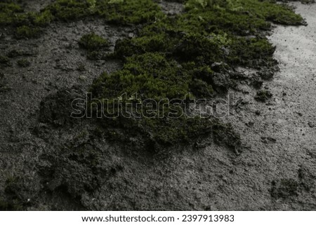 Leaf mosses, or true mosses, are plants that belong to the Bryophyta sensu stricto or Musci division. "Moss" plants, in general, usually refer to this group. This plant is a hairless plant and a spore Royalty-Free Stock Photo #2397913983