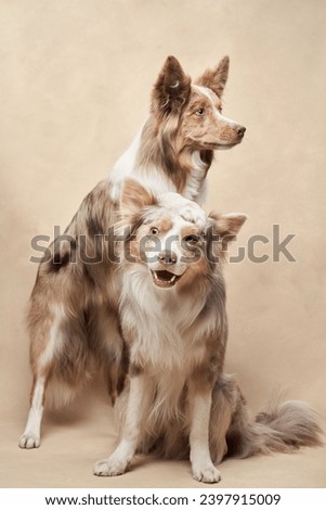 A pair of Border Collies poses, one atop the other, in a studio setting. The intelligent gaze of the upper dog complements the playful expression of the one belowv