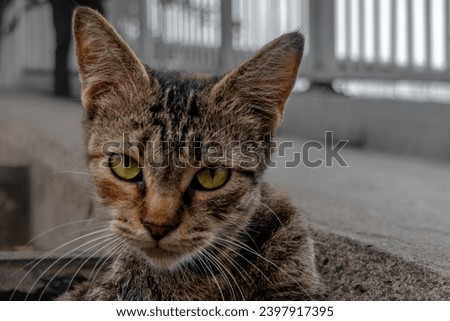 Close-up portrait picture of a yellow-eyed tabby cat looked at the camera with blurred background. Close-up portrait animal picture.
