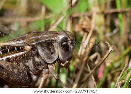 Super macro photo of a dark bush-cricket's head hiding in the grass Royalty-Free Stock Photo #2397919417