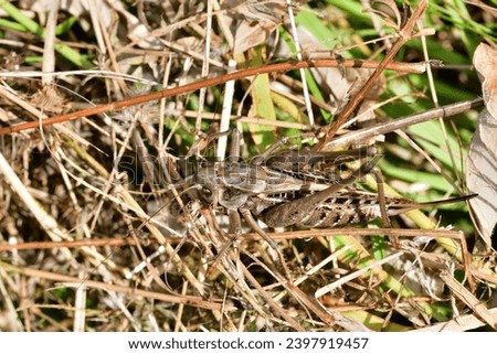 Natural camouflage of the dark bush-cricket in the grass in the meadow Royalty-Free Stock Photo #2397919457