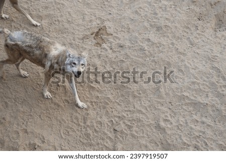 The Arabian wolf (Canis lupus arabs) walking .Canis lupus arabs, a very rare Arbian Wolf is the smallest of the known wolves.also known as the gray wolf or grey wolf