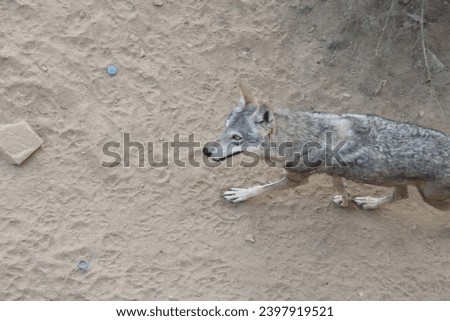 The Arabian wolf (Canis lupus arabs) walking .Canis lupus arabs, a very rare Arbian Wolf is the smallest of the known wolves.also known as the gray wolf or grey wolf