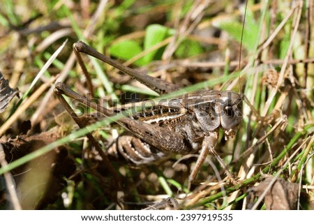 Macro photo of a dark bush-cricket's head in the grass Royalty-Free Stock Photo #2397919535