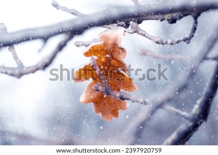 An oak leaf covered with ice and frost on a tree during snowfall