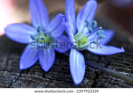 Scilla blossom flowers flowerhead close up macro. Purple blue. Wood wooden backdrop. Detail texture. Stamen stamens. Delicate. Narrow depth field. Background bokeh. Spring springtime bloom blossom.