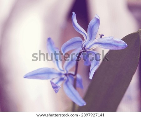 Scilla macro close up flower heads blooms blooming. Spring springtime. Blue purple petals. Pastel background blur bokeh. Texture detail beautiful delicate. Soft romance romantic. Perennial garden.