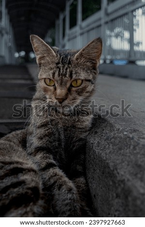 Close-up portrait picture of a yellow-eyed tabby cat resting leaning at stairs looking away with a blurred background. Close-up portrait animal picture.