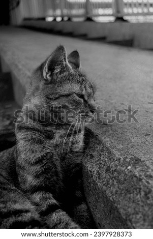 Black and white close-up portrait picture of a tabby cat resting leaning on concrete with a blurred background. Close-up portrait animal picture.