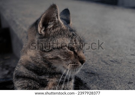 Close-up portrait picture of a tabby cat resting leaning on concrete with a blurred background. Close-up portrait animal picture.