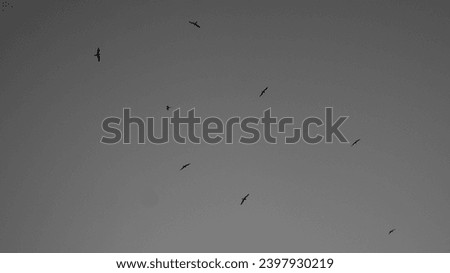 Birds flying in the sky, black and white Royalty-Free Stock Photo #2397930219