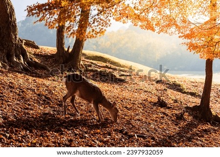 Deer at Nara park, Nara city Japan, little deer at sunrise in autumn. Royalty-Free Stock Photo #2397932059