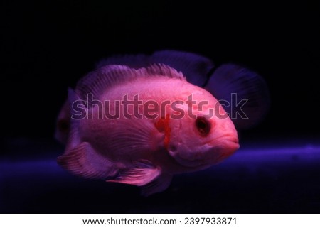 Oscar Albino, this fish has its own charm in the form of a striking white body color and red eyes.