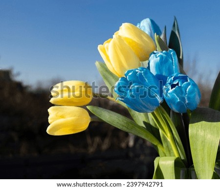 spring delicate tulip flowers in blue and yellow colors of the Ukrainian flag against the sky. revival of nature, peace for Ukraine. Support Ukraine. Homeland - Ukraine. Stop the war