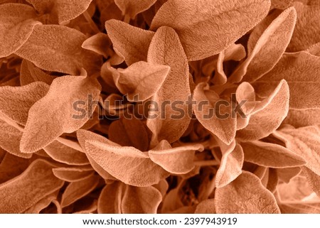 Background from leaves close-up in color Color of the year 2024, Peachy Fuzz. Color of the year. Fluffy leaves