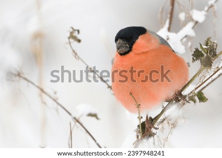 Pyrrhula pyrrhula aka eurasian bullfinch male. Lovely common colorful bird from Czech republic is searching food in snow. 	 Royalty-Free Stock Photo #2397948241