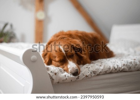 Cute dog sleeping in bed his owner in bedroom. Adorable Nova Scotia Duck Tolling Retriever alone at home.
 Royalty-Free Stock Photo #2397950593