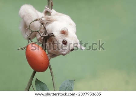 A female albino sugar glider is eating a ripe tomato on a tree. This marsupial mammal has the scientific name Petaurus breviceps.